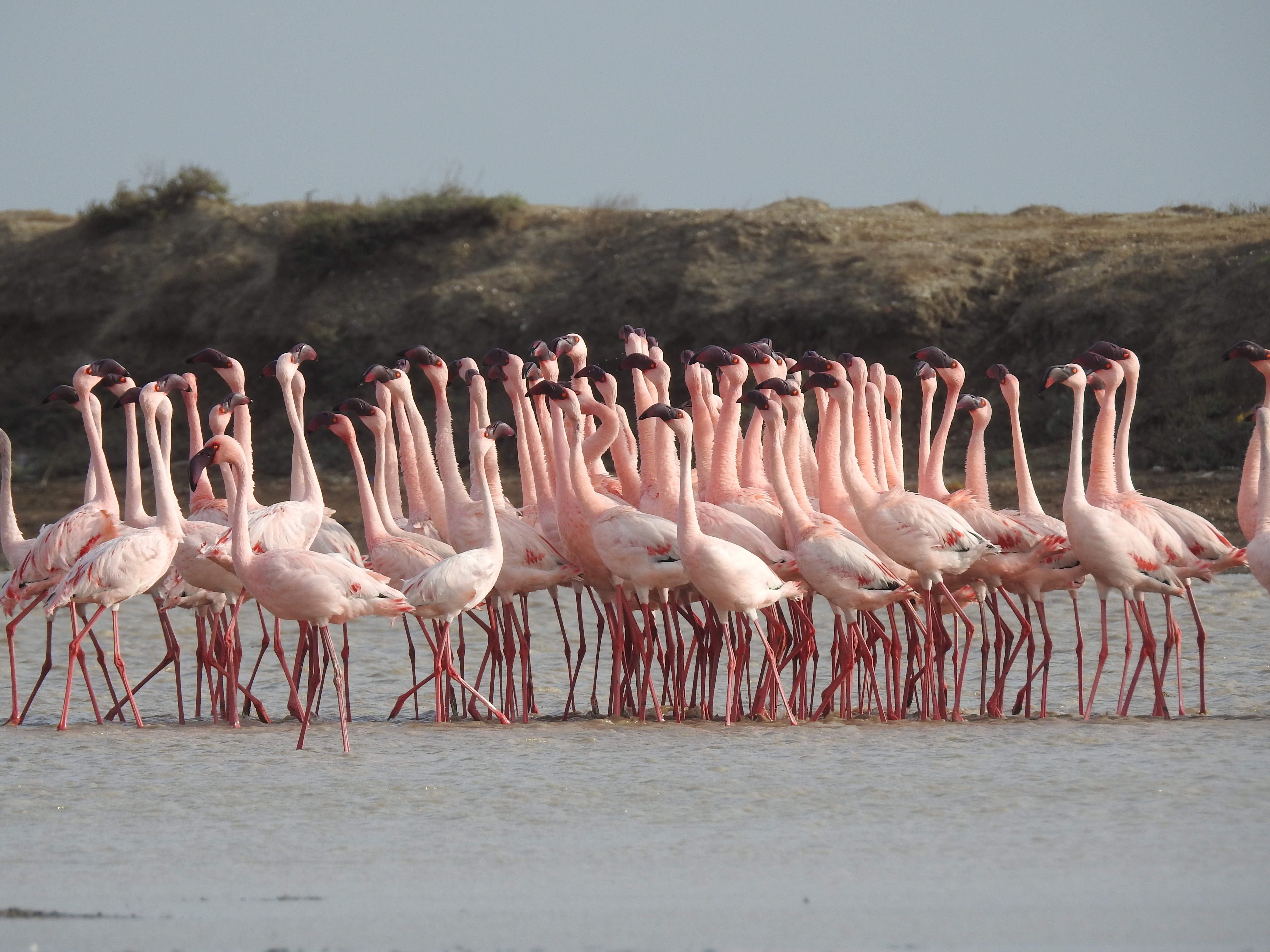 Flamboyance of lesser flamingos